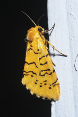 Chrysoecia atrolinea
