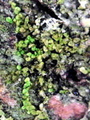 Metalejeunea cucullata