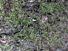 Metalejeunea cucullata