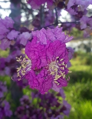 Physocalymma scaberrimum