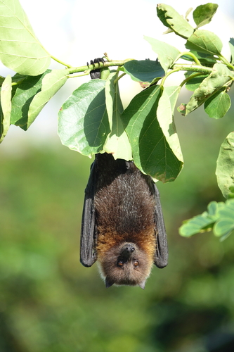 Rodrigues Flying Fox (Pteropus rodricensis) — Endangered Mammalia