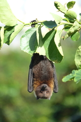 Rodrigues Flying Fox photo 1