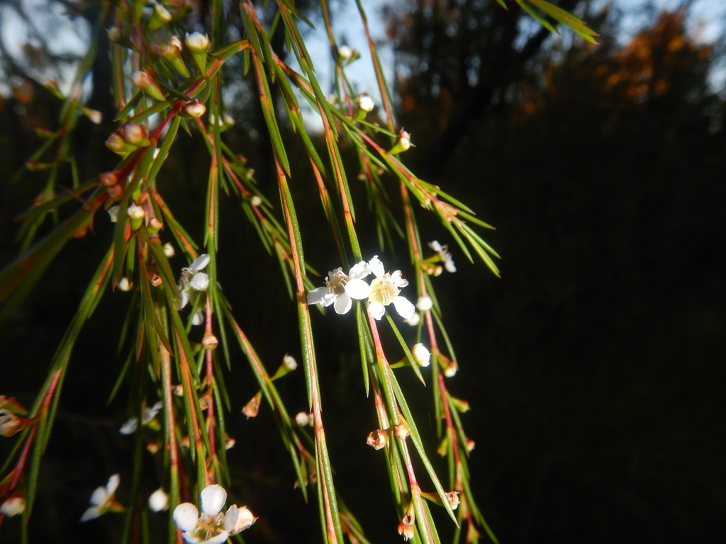 Weeping Baeckea