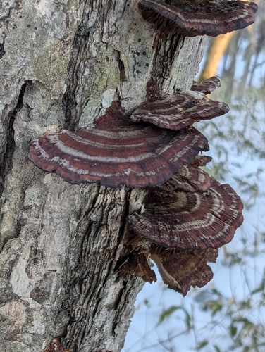 Daedaleopsis tricolor