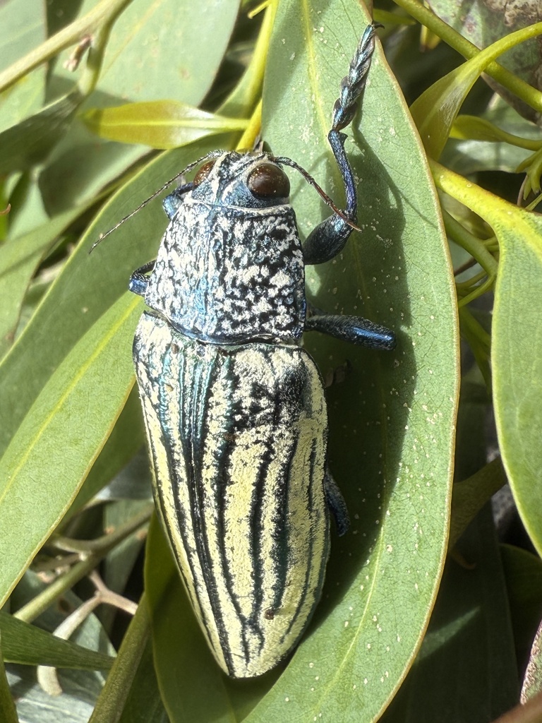Pseudotaenia waterhousei