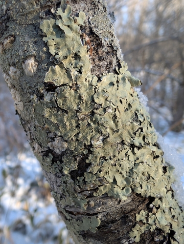 Flavopunctelia flaventior