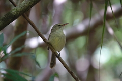Rodrigues Warbler photo 3