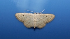 Idaea elongaria