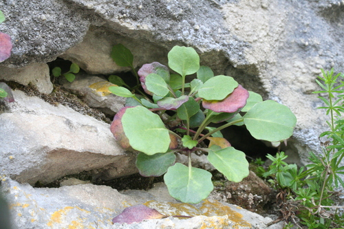 Brassica balearica, photograph 5