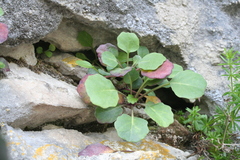 Brassica balearica, photograph (c) fmunoz, some rights reserved (CC BY)