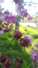 Physocalymma scaberrimum