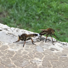 Promachus yesonicus