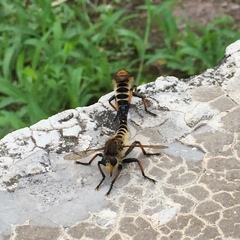 Promachus yesonicus