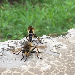 Promachus yesonicus