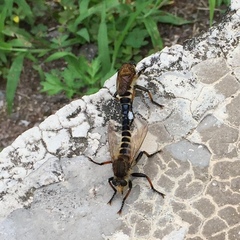 Promachus yesonicus