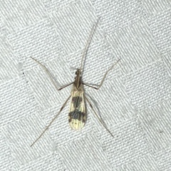 Erioptera venusta