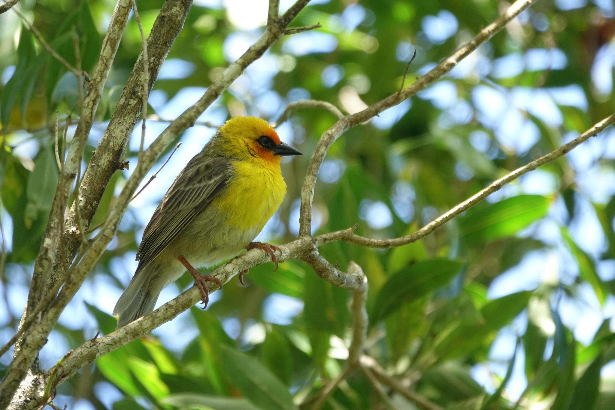 Rodrigues Fody (Foudia flavicans), photo 1