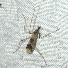 Erioptera venusta
