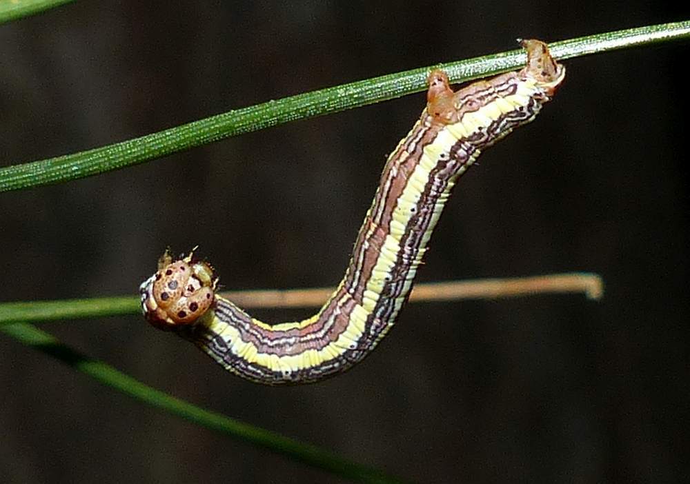false hemlock looper
