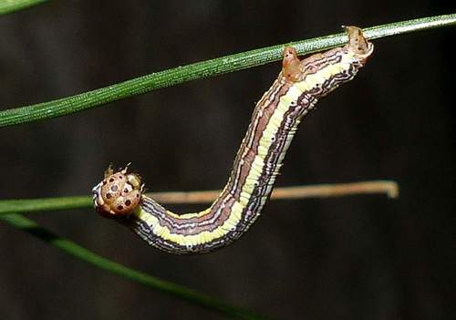 False Hemlock Looper Moth
