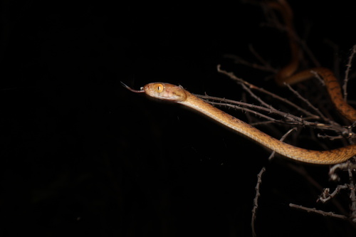 Brown Tree Snake sighting