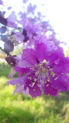 Physocalymma scaberrimum