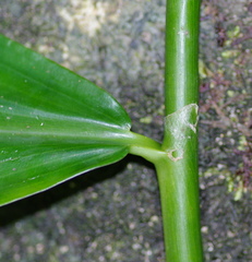 Costus claviger