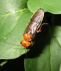 Pamphiliidae