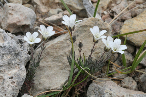 Representative image of Arenaria bolosii