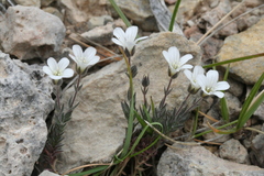 Bolos's sandwort (Arenaria bolosii)