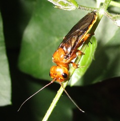 Pamphiliidae