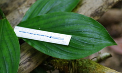 Costus claviger
