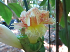 Costus claviger