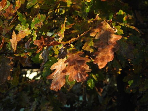 Image of Quercus orocantabrica by (c) Duarte Frade, some rights reserved (CC BY)