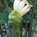 Costus claviger - Photo (c) Dave Skinner, some rights reserved (CC BY-NC), uploaded by Dave Skinner