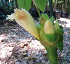 Costus claviger