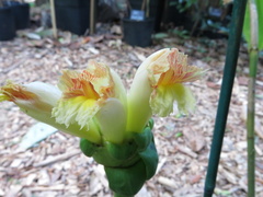 Costus claviger