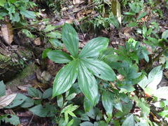 Costus claviger