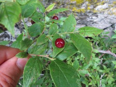 Vaccinium erythrocarpum