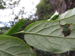 Vaccinium erythrocarpum