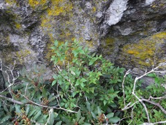 Vaccinium erythrocarpum