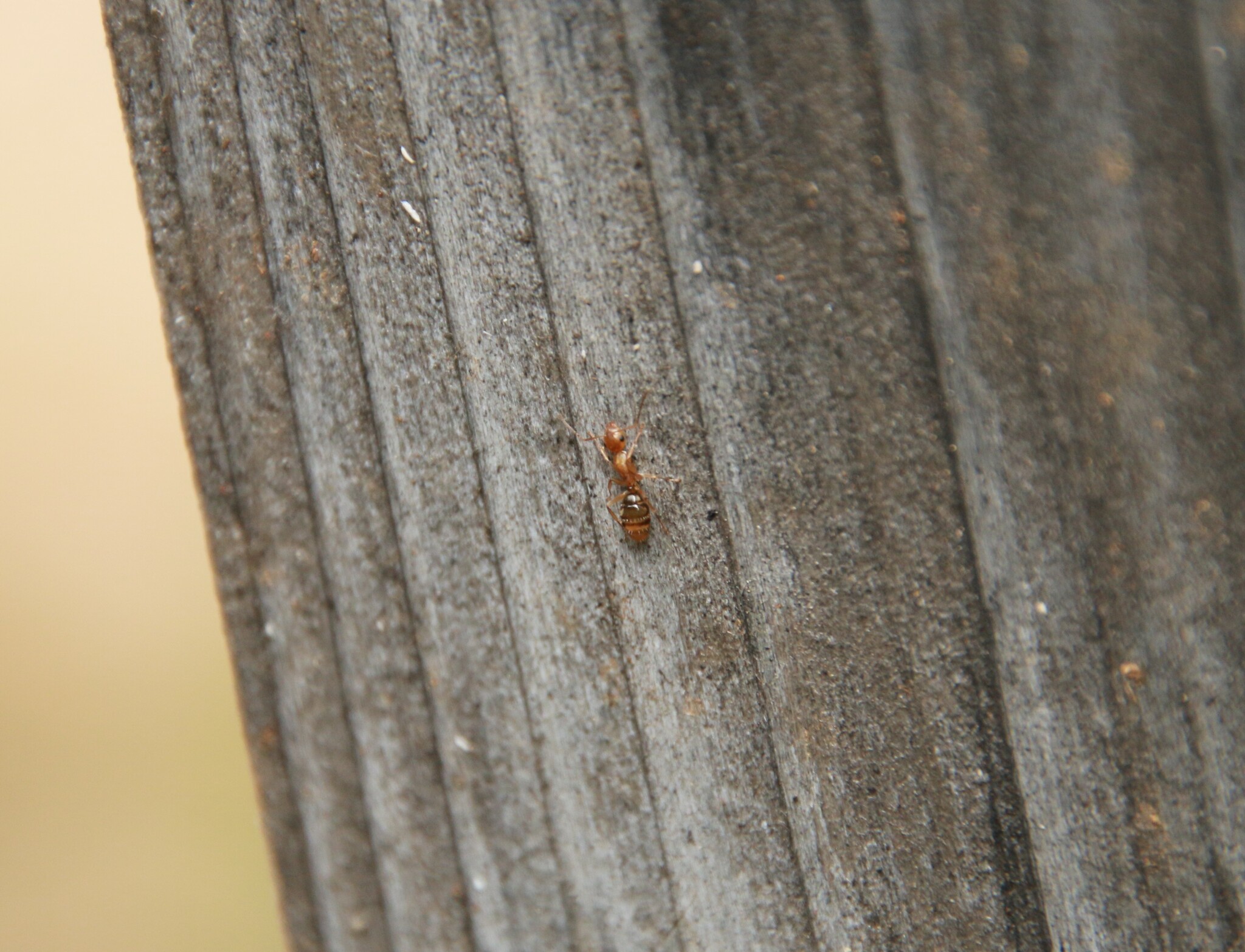 Camponotus ogasawarensis