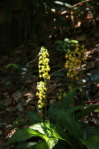 Calanthe hattorii iNat (1)