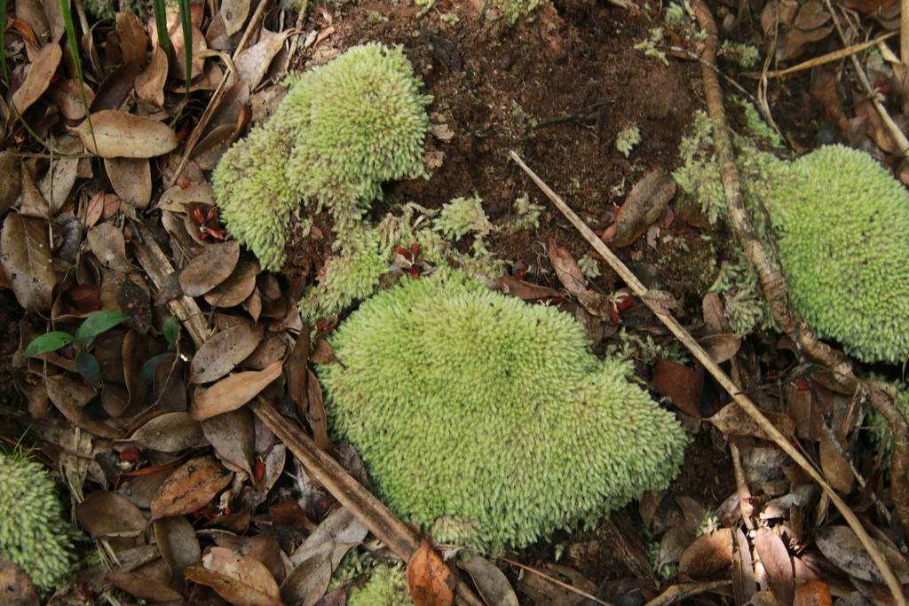 Leucobryum boninense (Leucobryum boninense)