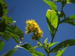 Solidago glomerata