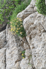 Brassica balearica, photograph (c) fmunoz, some rights reserved (CC BY)