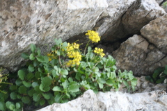 Brassica balearica, photograph (c) fmunoz, some rights reserved (CC BY)