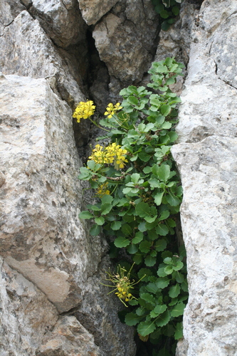 Brassica balearica