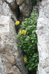 Brassica balearica