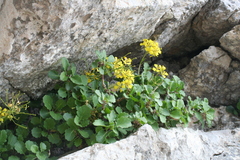 Brassica balearica, photograph (c) fmunoz, some rights reserved (CC BY)